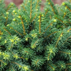 White Spruce Tree 7 White Spruce Tree -Perennials Shop White Spruce Tree 3 FGT