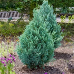 Juniper 'Wichita Blue' Tree 8 Juniper 'Wichita Blue' Tree -Perennials Shop Wichita Blue Juniper 4