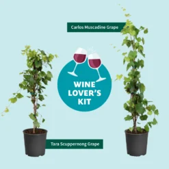 Tara Scuppernong Grape -Perennials Shop Wine Lovers Kit Graphic 301366c6 ebcf 4d94 ad77 06f0e938ca39