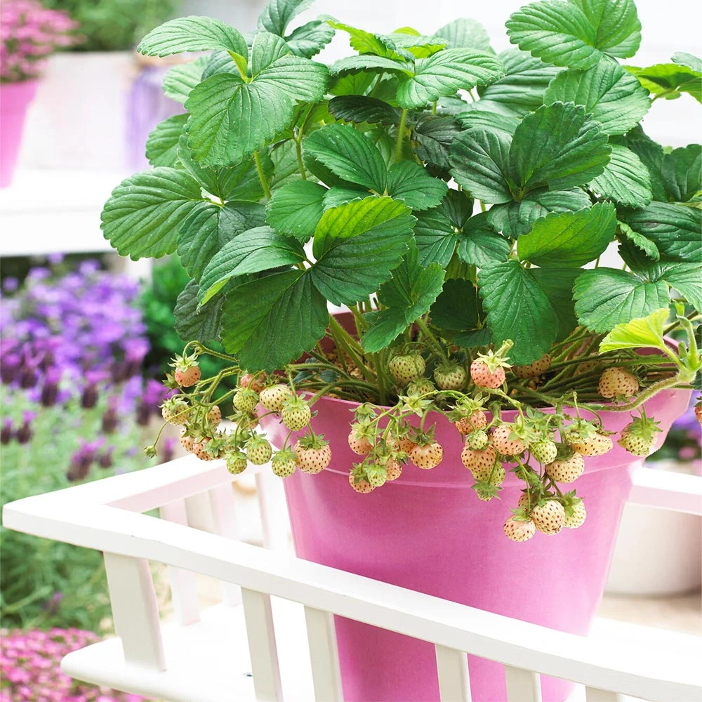 Pineberry 2 Pineberry - Image 2