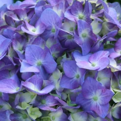 Let's Dance® Blue Jangles Hydrangea Shrub -Perennials Shop hydrangea lets dance blue jangles 3