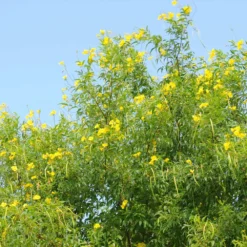 Sundance Tecoma -Perennials Shop tECOMA sTANS sUNDANCE 1