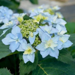Tuff Stuff Ah-Ha® Hydrangea Shrub -Perennials Shop tuff stuff ah ha hydrangea 3