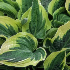 Wide Brim Hosta 6 Wide Brim Hosta -Perennials Shop wide brim hosta 1
