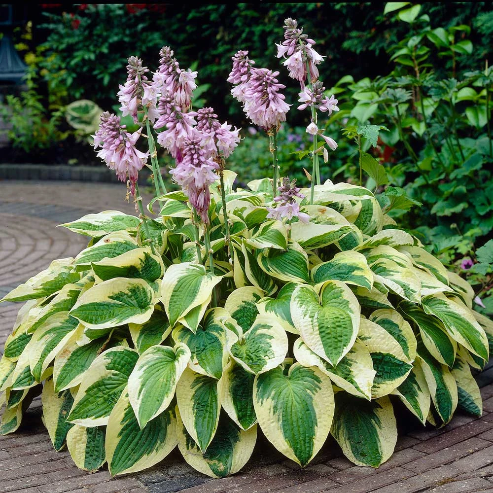 Wide Brim Hosta 2 Wide Brim Hosta - Image 2